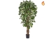NTT Ficus Liana Green 120cm FR-S1