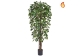 NTT Ficus Liana Green 180cm FR-S1